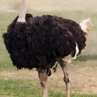کارگر مزرعه  شتر مرغ
