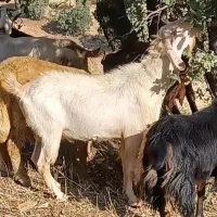 بز نر سانن
