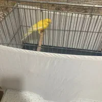 قناری رسمی بلند