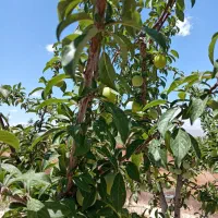 باغ باغچه ویلا ملکی  نهال و استخر