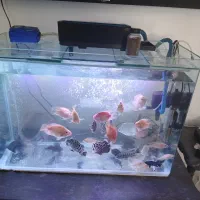 فروش اکاریوم شیشه خم ماهیران
