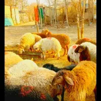 فروش گوسفند زنده تعاونی به شرط پخت .گوسفند خونی