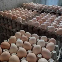 تخم مرغ محلی