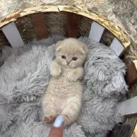 بچه کربه های اسکاتیش لانگ هیر