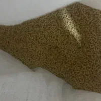 بذر اسفناج خارجی