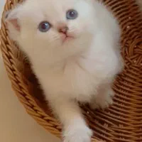 گربه سیلور گلدن پوینت