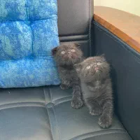 گربه اسکاتیش بلک