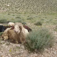 بره قوچ بختیاری اصل