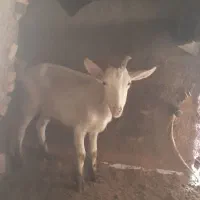 بز سانن شیری