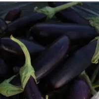بادمجان انجیر خیار  ارگانیک سمنان
