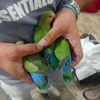طوطی برزیلی دستی گاز نمیگیره