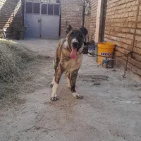 سگ ۴ماهه