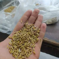 چلتوک درجه یک شوشتر