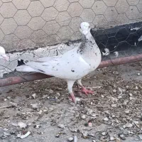 فروشی به شرط سالم