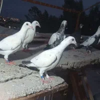 جوجه چیل|پرنده|گنبد کاووس, |دیوار