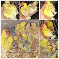 جوجه کوتوله برزیلی سرلاکی