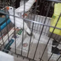 جفت فنج نروماده سفید به همراه قفس