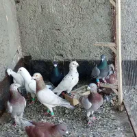 کفتر