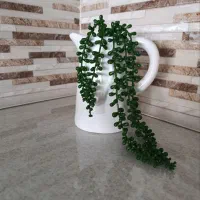 ماگ