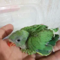 جوجه ملنگو