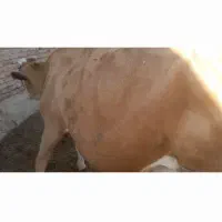 گاو