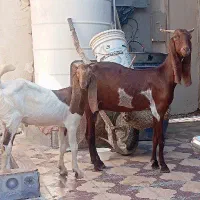 بزهای کهره دار