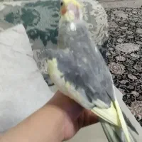 عروس هلندی گمشده