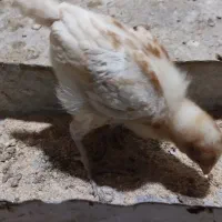 سلام جوجه  یک ماهه