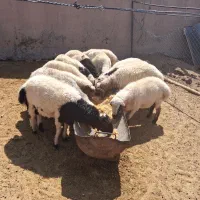 حیوانات مزرعه