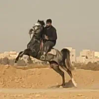 اسب نیله نریون