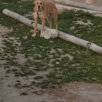 ....|سگ|خواجه, |دیوار