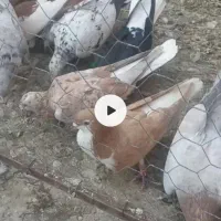 پرشی