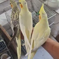 جوجه عروس هلندی طوطی