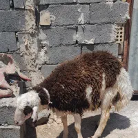 بره قوچی بروجردی یک قوچ افشار
