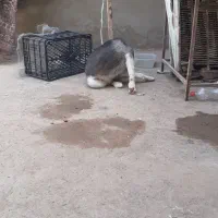 سگ حاسکی