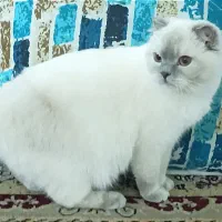 گربه اسکاتیش سفید نژاد خاص و کمیاب