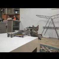 آماده برای نگهداری بچه گربه توضیحات خوانده شود