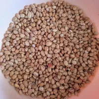 لوبیا چیتی خوش پخت