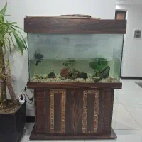 آکواریوم شیشه ای و یک عدد ماهی لجنخوار