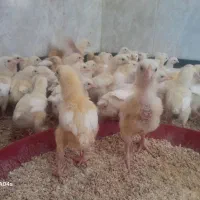 جوجه مرغ گوشتی نژادراس