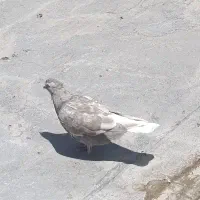 مخمل کله سفید دم سفید سرور دورگ