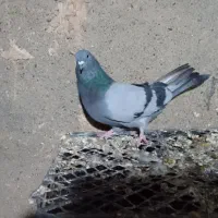 کبوتر ترکیه وتهرانی