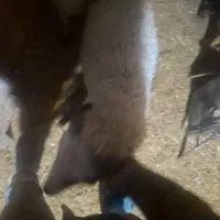 بره نر