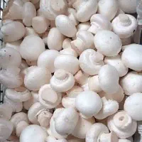 فروش قارچ دکمه ای فله ای سپید زرین ، تحویل در محل