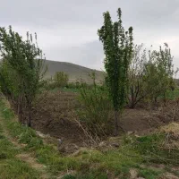 فروش باغ‌انگور 7ساله ازندریان