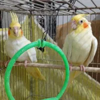 عروسی هلندی