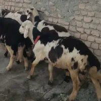 بره قوچ پلنگی خال سیاه . میش