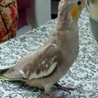 عروس هلندی گمشده