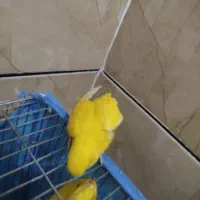 ماهشهر