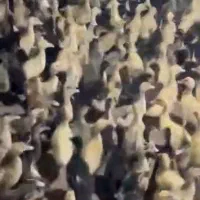 ۲ هزار اردک پکنی